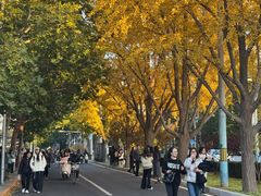 -三里屯东五街银杏大道