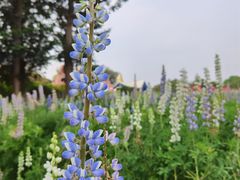 -松山湖梦幻百花洲