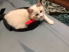 -翊宠yipet猫狗购宠庄园犬舍•猫舍