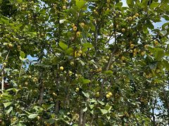 -大兴滨河森林公园