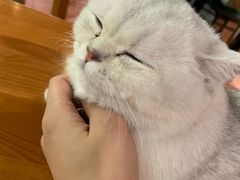 -猫小院猫主题餐厅(三里屯店)