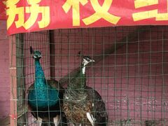 -荔枝红五号农庄