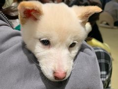 -逗柴咖啡屋·狗咖猫咖宠物桌游