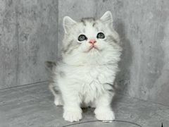 -小猫来了·猫舍(红山六九七九店)