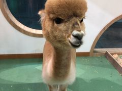 -藦茜花园宠物主题亲子互动体验馆(国顺东路店)