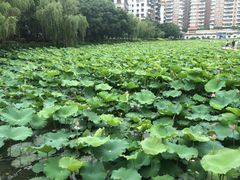 -潘塘公园