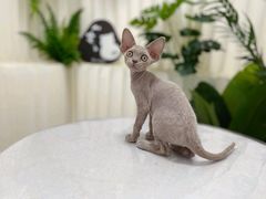 -山宅一喵德文卷毛猫舍
