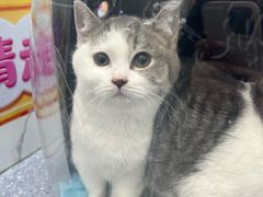 -爱佳宠物中心医院24H·CT·骨外科·猫专科(瑶海万达店)