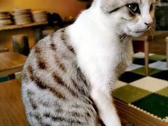 -猫猫幼稚园·撸猫·桌游·电玩