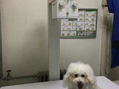 -美联众合爱康动物医院•复杂内科•肿瘤科•牙科•腔镜诊疗中心