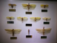 -上海昆虫博物馆