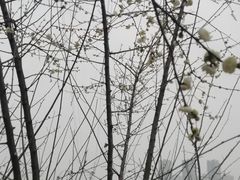 -重庆彩云湖湿地公园