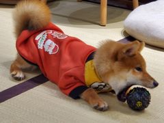 -逗柴咖啡屋·狗咖猫咖宠物桌游