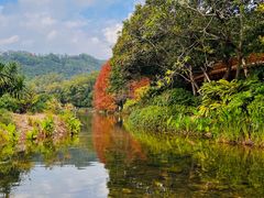 -深圳仙湖植物园