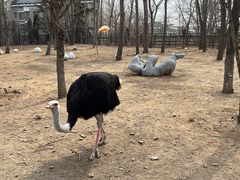 -大连森林动物园