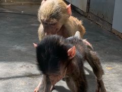 -西安秦岭野生动物园