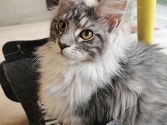 -十年猫舍·猫咪专门店(普陀店)