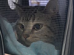 -达爱动物医院·犬猫分区·CT·复杂眼科(远洋山水分院)