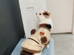 -中农国际动物医院24小时·猫科·骨科·急重症中心