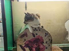 -猫咪博物馆(顶澳仔猫街店)