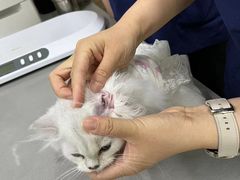 -爱侣宠医·鹦鹉专科·小型哺乳类·异宠专科(灵石路店)