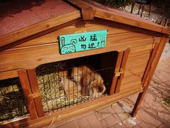-海边的猫和咖啡馆