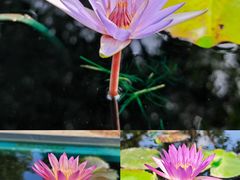 -上海辰山植物园