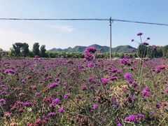 -北京东方普罗旺斯薰衣草庄园