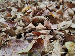 -杭州半山国家森林公园