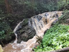 -莫里热带雨林景区