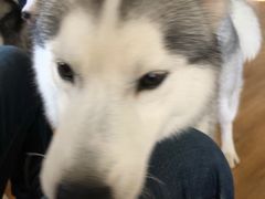 -Husky Go! 哈士奇体验馆·宠物咖啡厅狗咖
