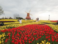 -杭州湾海上花田景区