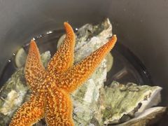 高压锅蒸鲜生蚝-辣小鲜·南昌大排档(船山路店)