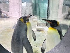 -大连圣亚海洋世界