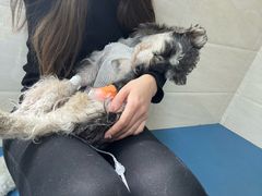 -派美特宠物医院·核磁CT·骨科肿瘤·疑难转诊(沈农禾丰店)