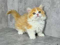 -小猫来了·猫舍(红山六九七九店)