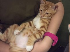-猫猫幼稚园·撸猫·桌游·电玩