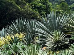 -深圳仙湖植物园