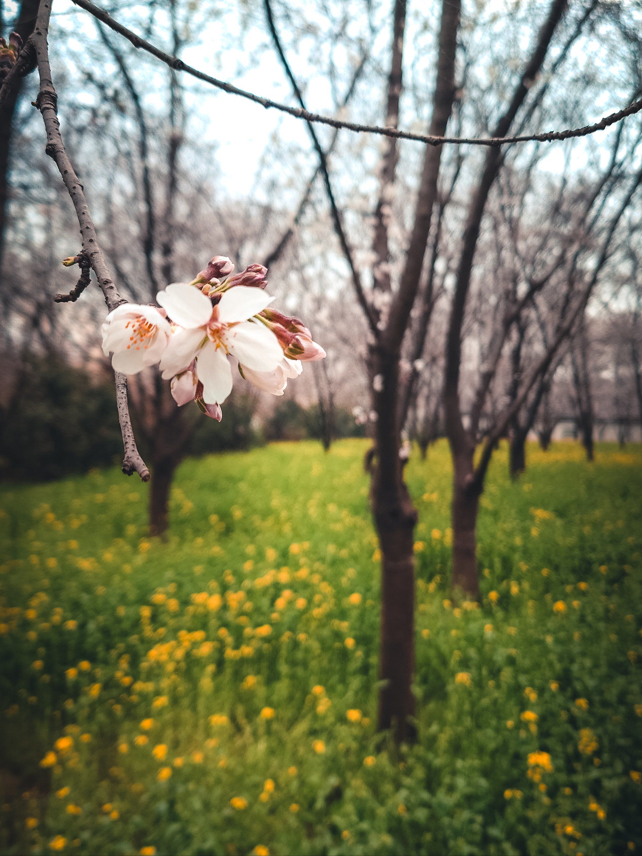 河南郑州看樱花|许昌鄢陵唐韵小镇|唐韵樱花园