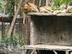 -清迈夜间动物园