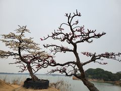 -香雪海