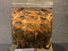 -昆明动物博物馆