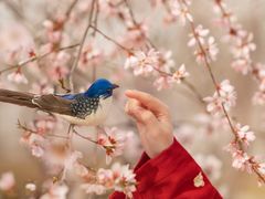 -桃花堤公园