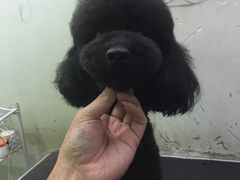 宠物美容-超宠爱宠物摄影-Super pet