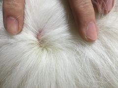 派多格宠物店(晋丰大厦店)-派多格宠物(鼓楼店)