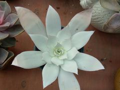 -龙大花卉苗木市场