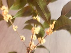 -上海市徐汇区口腔医院