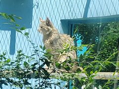 -青藏高原野生动物园