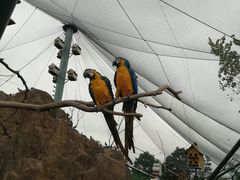 -西霞口神雕山野生动物世界