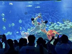 -海合安武汉极地海洋公园